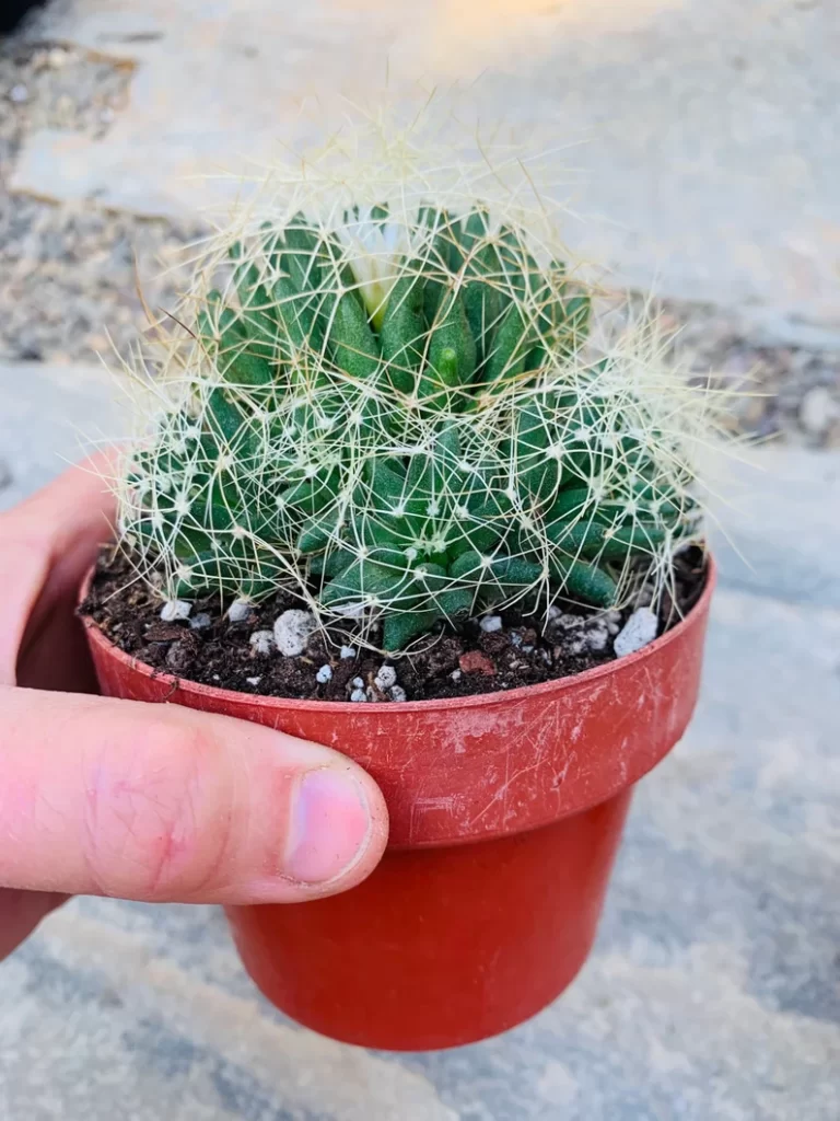 Mammillaria_comptotricha_hijuelos