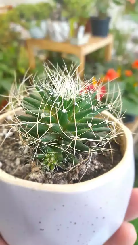 cactus nido de pajaro en buen estado