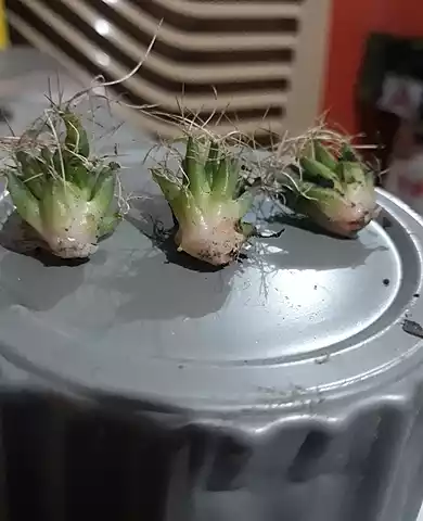 hijuelos de cactus nido de pajaro