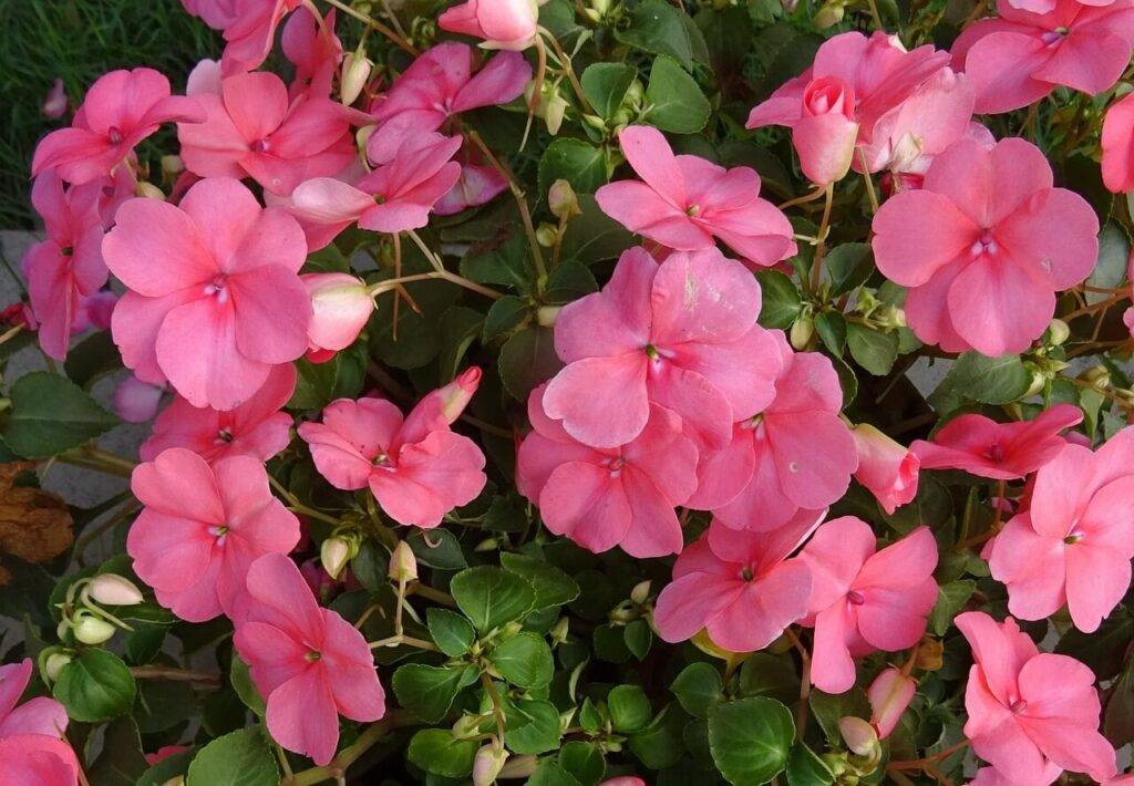 Impatiens