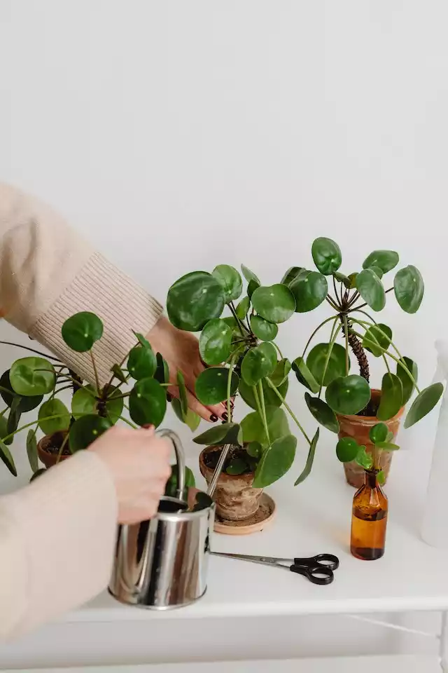 esquejes pilea peperomioides