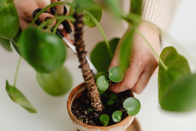 Propagación de la pilea peperomioides