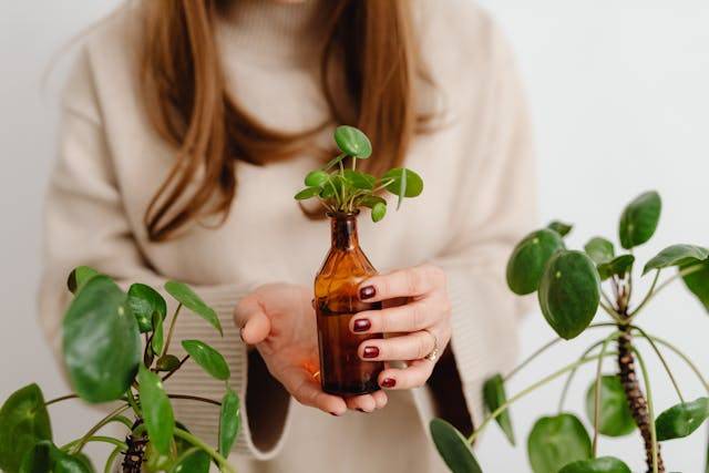 Reproducción en agua de la pilea peperomioides