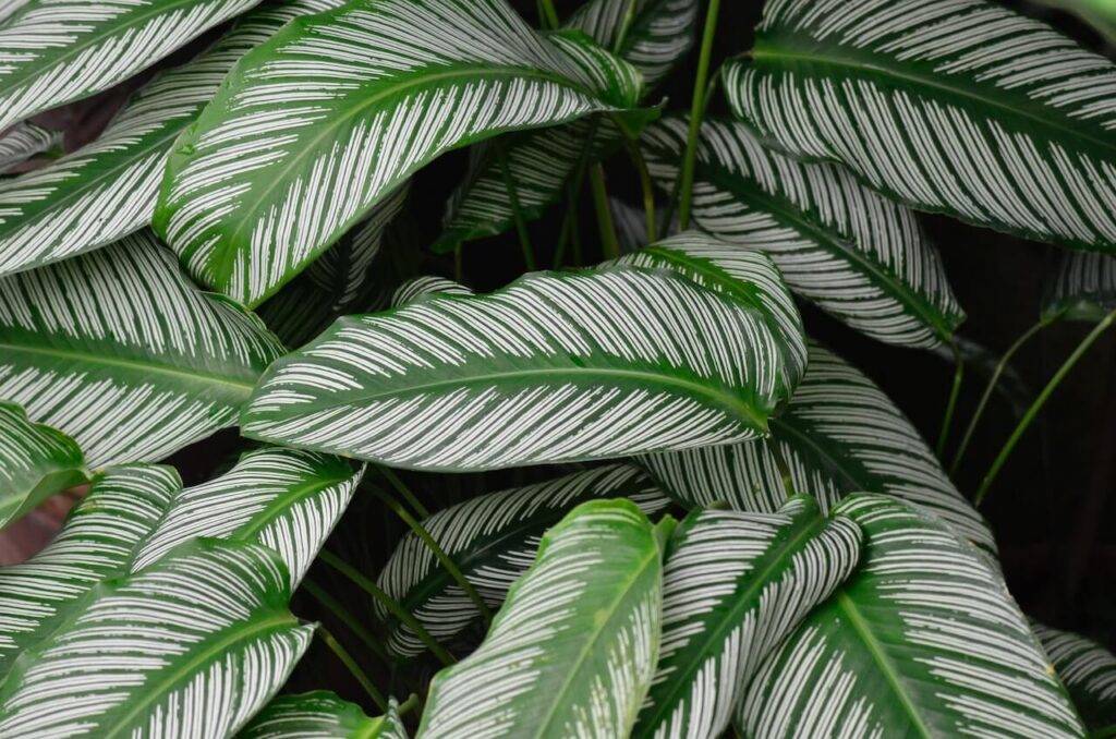 10 tipos de calatheas