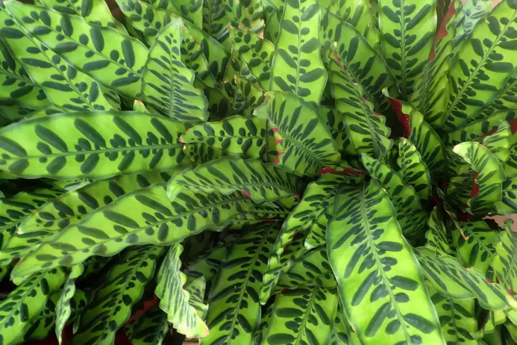 Calathea lancifolia