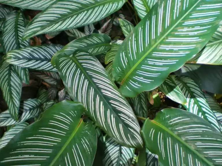 Calathea ornata