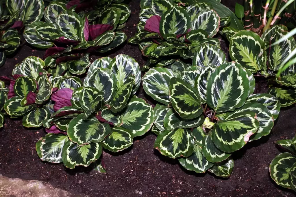 Calathea roseopicta