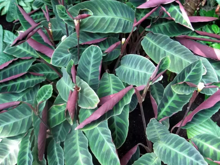 Calathea Warscewiczii