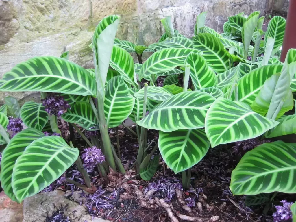 calathea zebrina