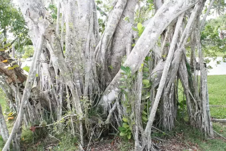 Ficus microcarpa