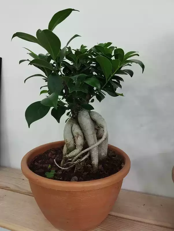 ficus ginseng bonsai