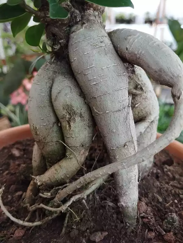 ficus ginseng raices