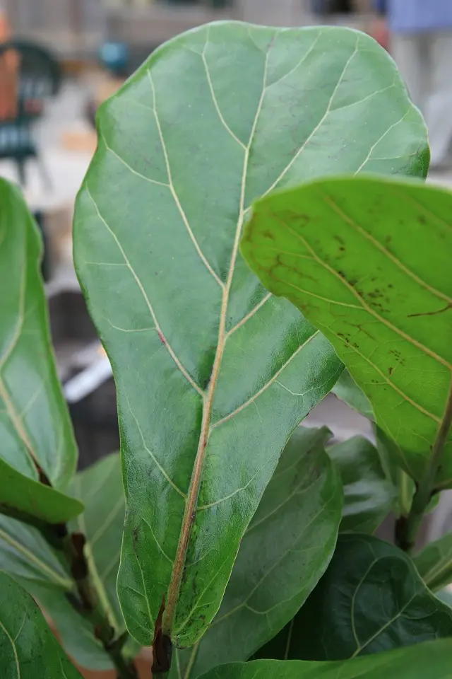 Ficus lyrata hoja