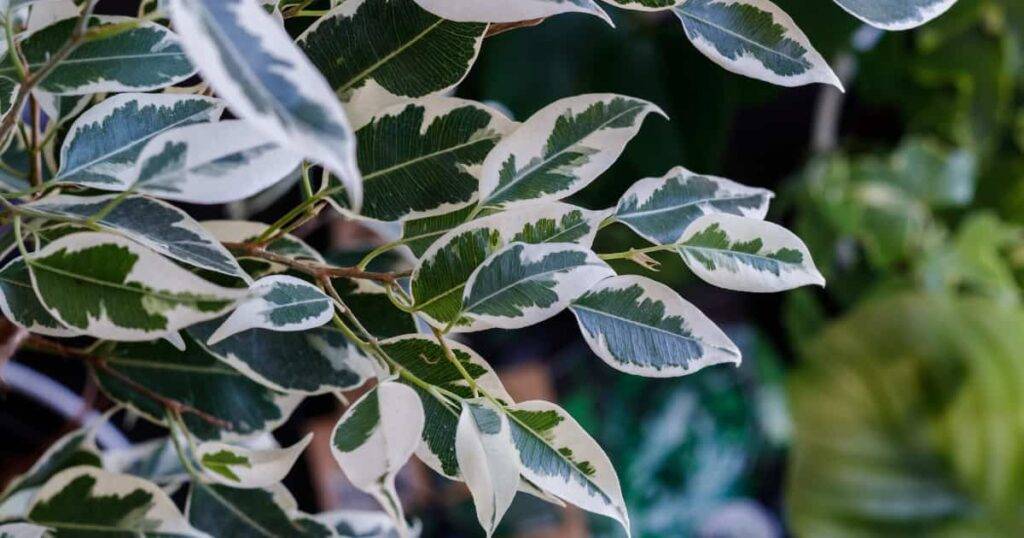 ficus-benjamina