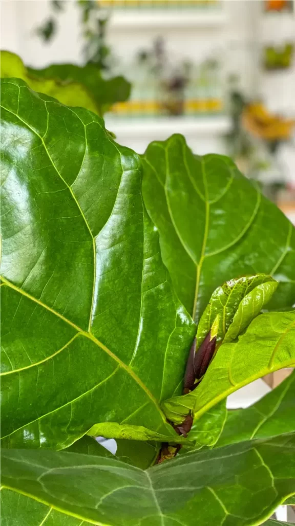 Ficus lirata crecimiento