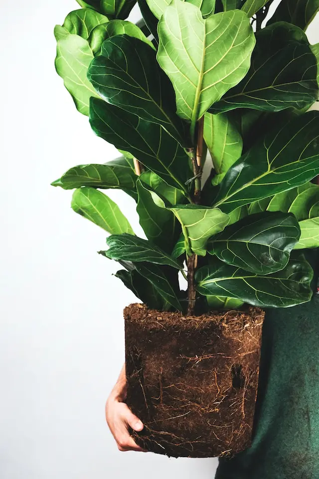 Ficus irata reproduccion