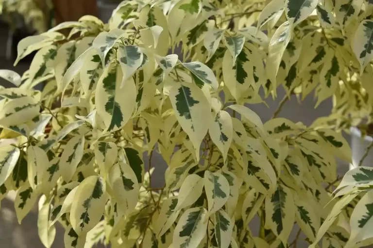 Ficus benjamina Variegata