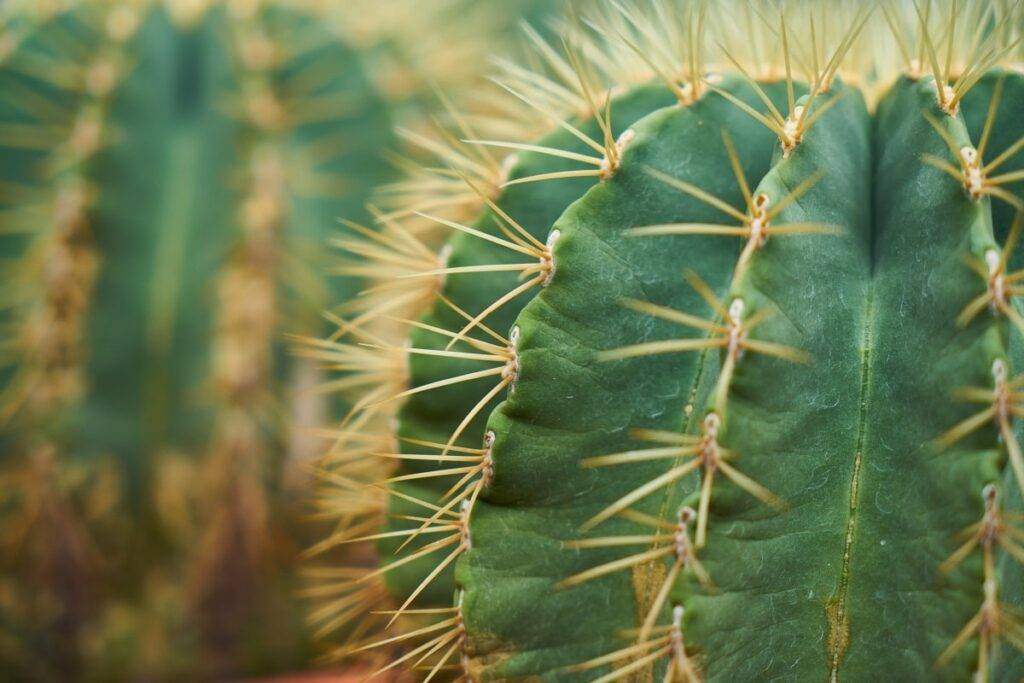 Porqué se agrietan los cactus