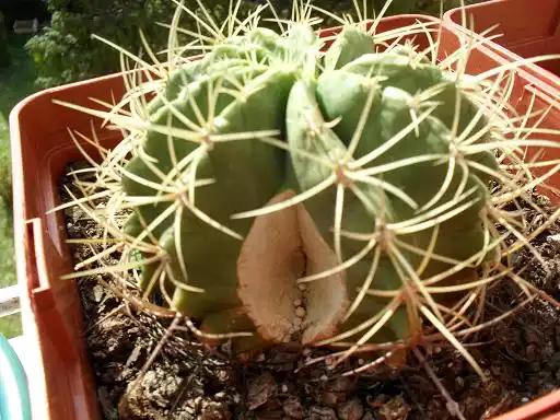 Ferocactus agrietado