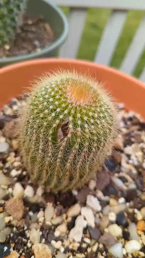 Parodia leninghausii cracked