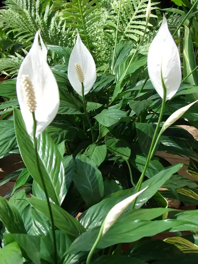 Spathiphyllum-flores