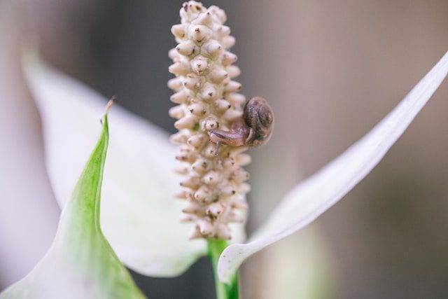 flor de espatifilio con caracol