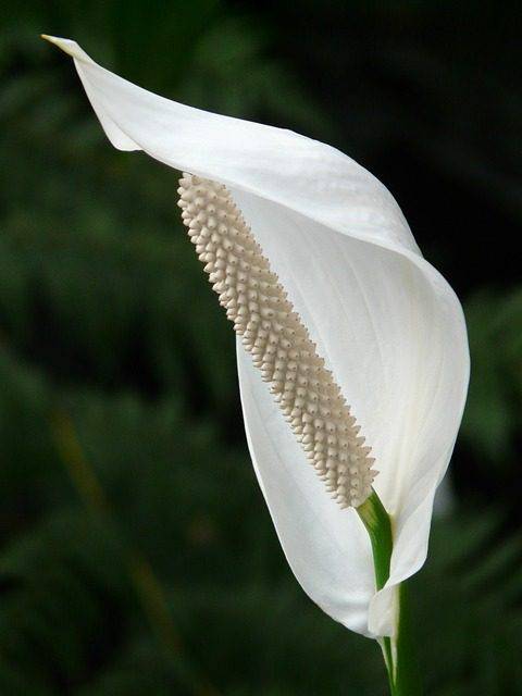 spathiphyllum flower
