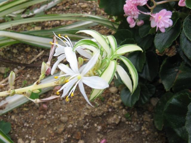 Chlorophytum comosum flores