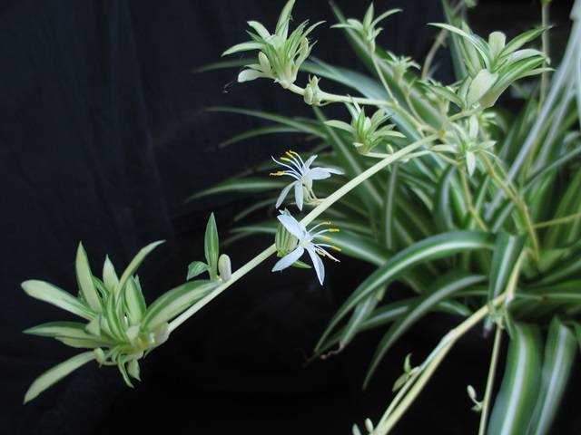 planta araña hijuelos