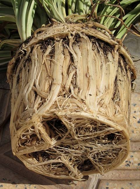 raices Chlorophytum comosum