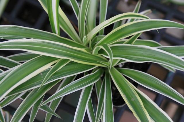 Spider plant