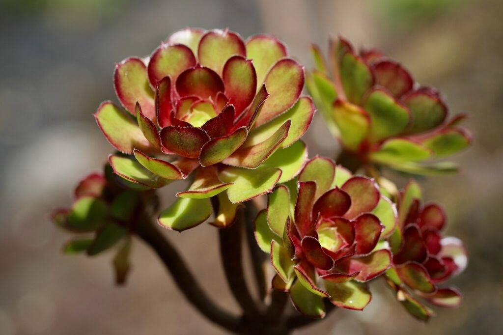 Aeonium todo lo que necesitas saber sobre esta suculenta