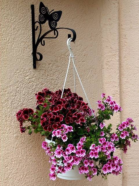 Pelargonium