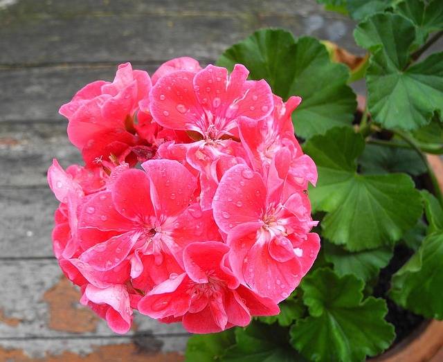 Geranium características de las flores