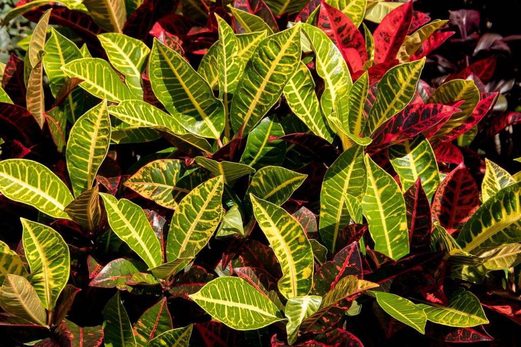 Croton: la planta que llena tu hogar de color y energía positiva