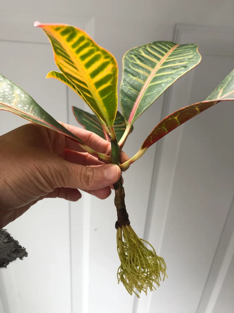 Esqueje de croton, propagacion del croton