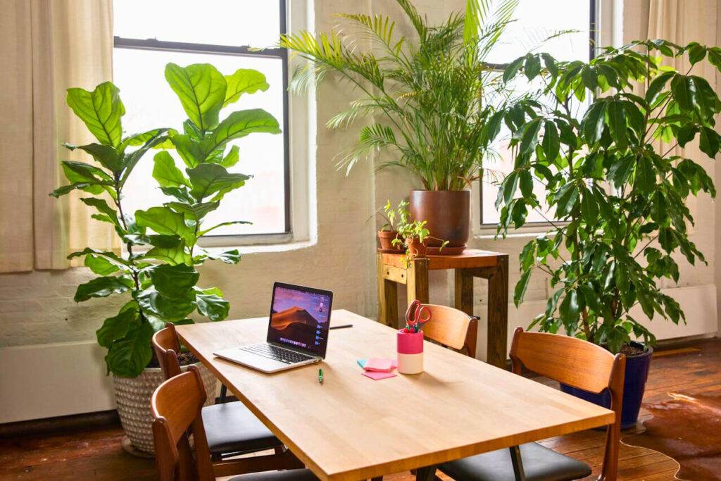 10 plantas que aportan frescura al hogar y ayudan a purificar el aire