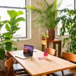 10 plantas que aportan frescura al hogar y ayudan a purificar el aire