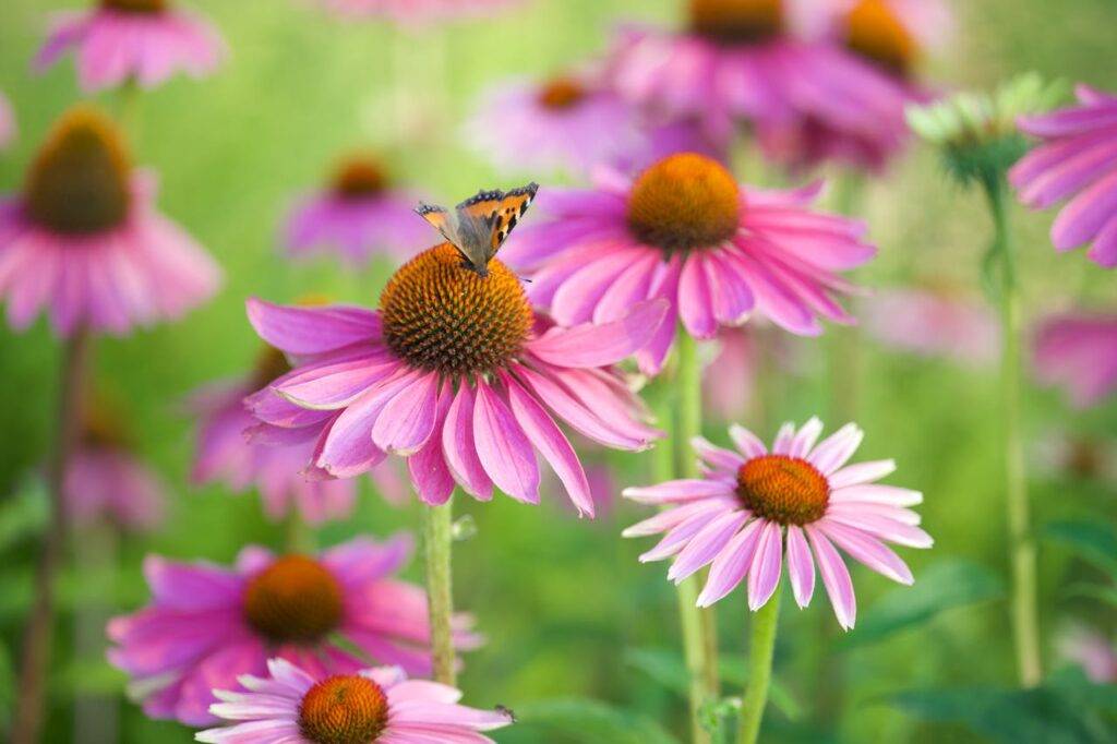 5 Plantas Perennes que FLORECEN todo el Verano Sin Esfuerzo