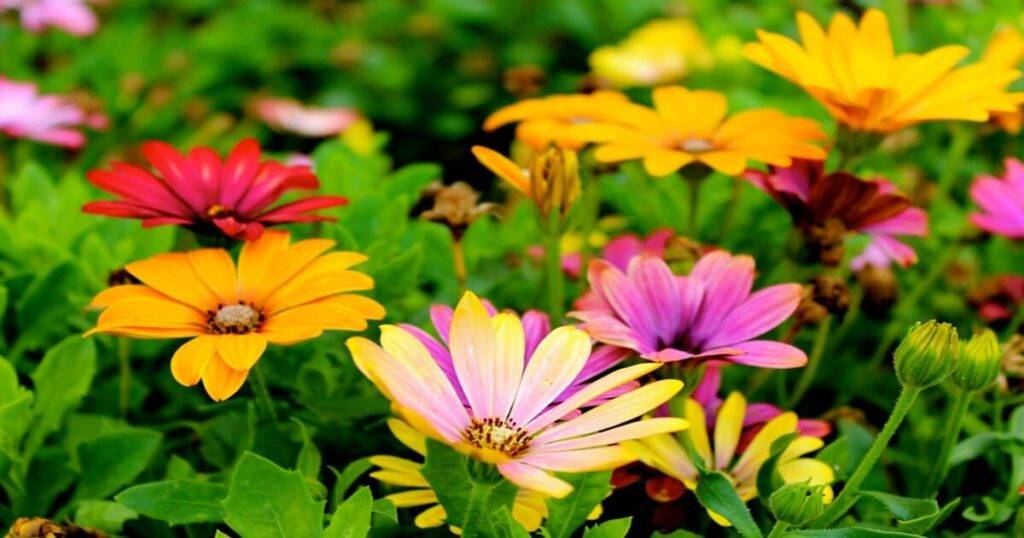 5 plantas perennes con flores de fácil cuidado para el jardín
