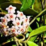 Flor de cera - Hoya carnosa