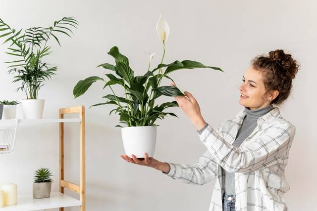 Lirio de la paz (Spathiphyllum)