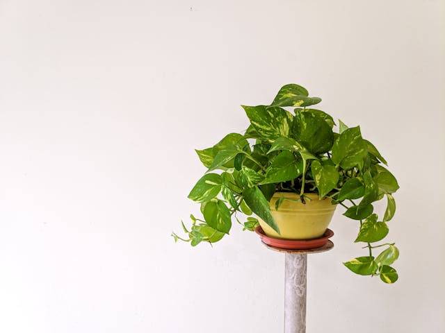 Pothos (Epipremnum aureum)