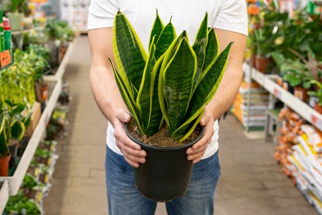 Sansevieria (Lengua de suegra)