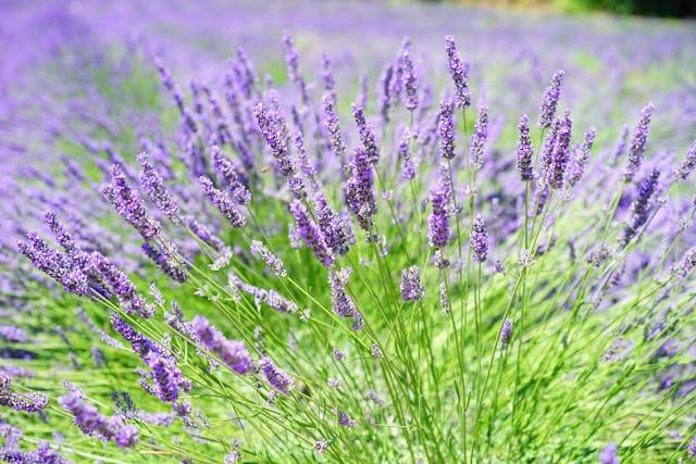 Lavanda lavender lavandula ssp