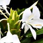 mariposa blanca flor nacional de cuba Hedychium coronarium