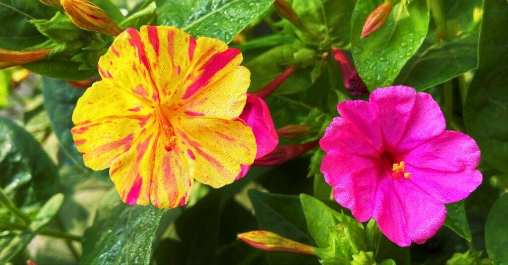Flores multicolores de Mirabilis jalapa abriéndose al atardecer, la flor de las 4 en el jardín