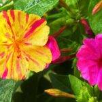 Flores multicolores de Mirabilis jalapa abriéndose al atardecer, la flor de las 4 en el jardín