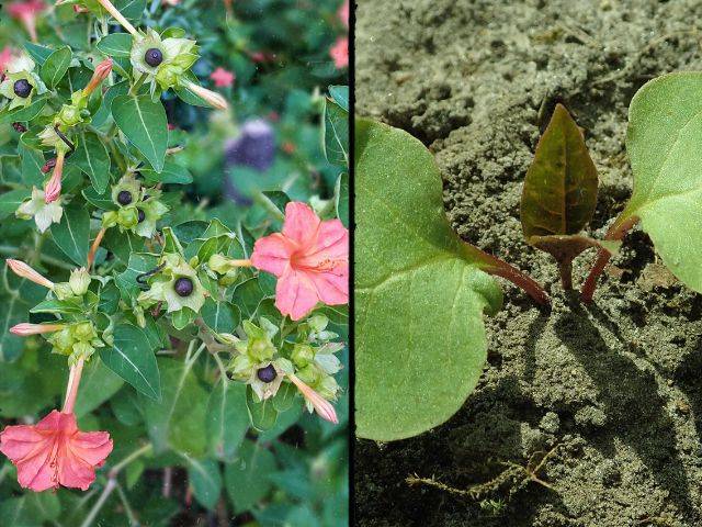 Mirabilis jalapa multiplicación por semillas