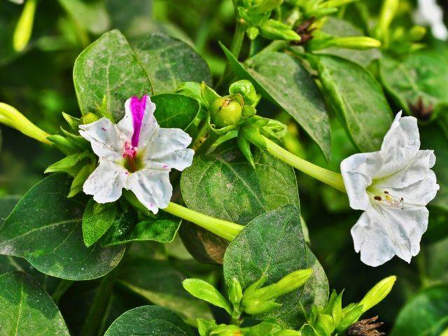 Mirabilis jalapa con hojas infestadas de araña roja